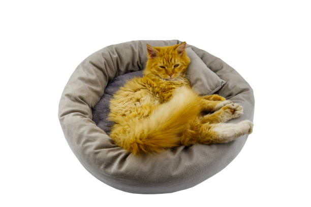 istock Ginger cat lying in comfortable pet bed isolated on white background 1345795962