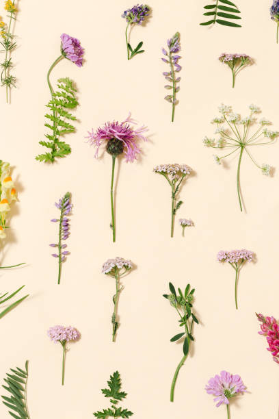 istock Minimal natural floral background with summer wild flower and grass. Botanical pattern 1345796831