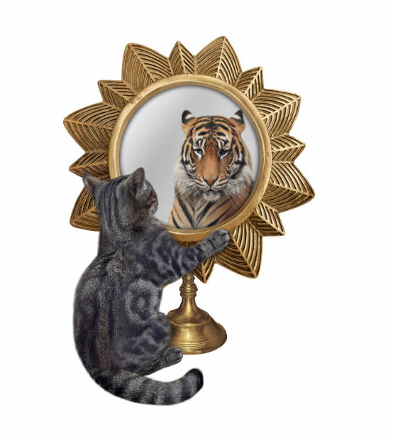 istock Cat gray looks in star shaped mirror 2 1345798270