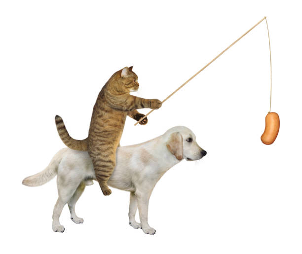 istock Cat with sausage rides labrador 1345798292