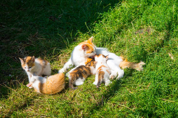 istock Red-haired white cat feeding kittens on green grass, close-up, copy space 1345798329