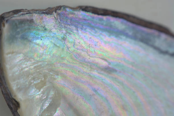 istock Oyster seashell mother-of-pearl background 1345798424