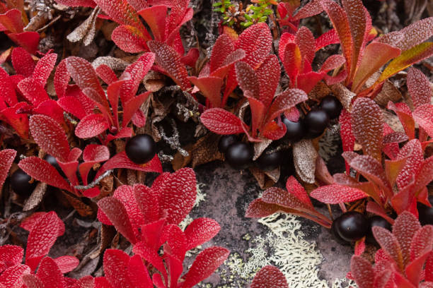 Vibrant red Alpine bearberry, Arctous alpina with dark ripe berries during autumn foliage Vibrant red Alpine bearberry, Arctous alpina with dark ripe berries during autumn foliage in Finnish Lapland, Northern Europe. finnish lapland autumn stock pictures, royalty-free photos & images