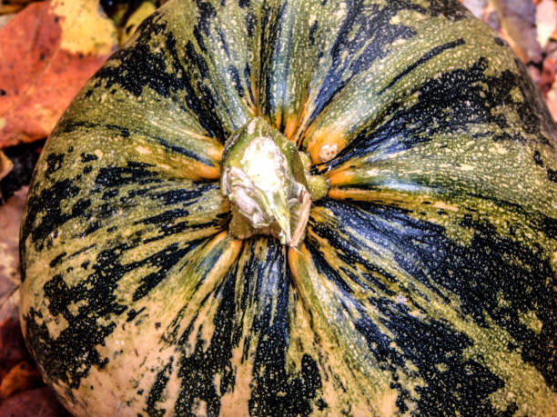 istock pumpkin on autumn leaves - close up 1345800278
