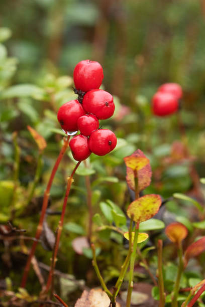 Red ripe Dwarf cornel, Cornus suecica berries in Finnish Lapland, Northern Europe.