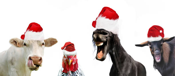 group of funny farm animals with santa claus hat on whate background group of funny farm animals with santa claus hat on whate background goat photos stock pictures, royalty-free photos & images