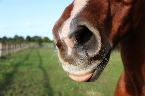 close up of the mouth with tongue out of a brown quarter horse on the paddock