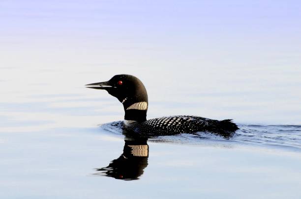 Common loon Common loon bird swimming in Minnesota lake water. Reflection in water loon bird stock pictures, royalty-free photos & images