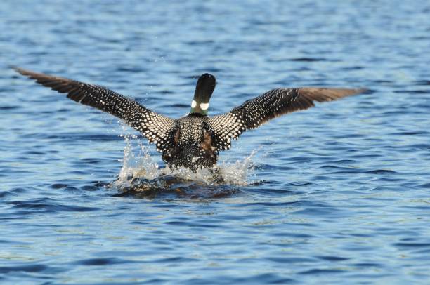 Loon bird walking on water Common loon wings spread ready to fly. Walk on water common loon photos stock pictures, royalty-free photos & images