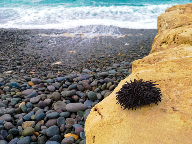 Bright seascape and dead sea urchin. Big white waves of Atlantic Ocean, large colorful dark pebbles, sandy formation with aquatic animal. Selective focus on the fauna, blurred background.