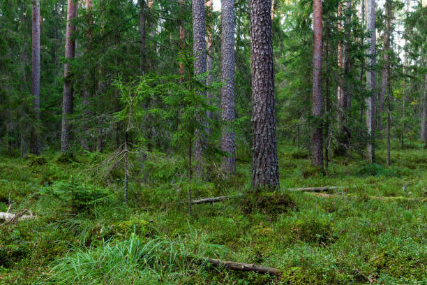 istock An Estonian old-growth forest with decaying and old trees 1345803424