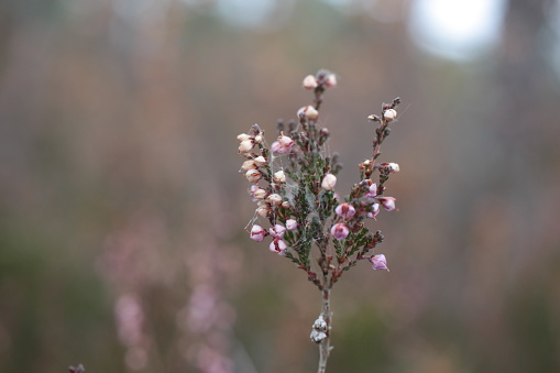Blooming small cranberry, bog cranberry, swamp cranberry (Vaccinium oxycoccos) in soft focus on blurred background