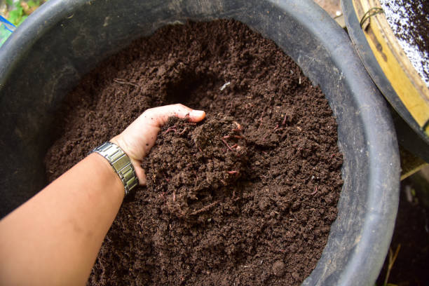 istock Brown bio fertilizer earthworm manure for plants. 1345803541