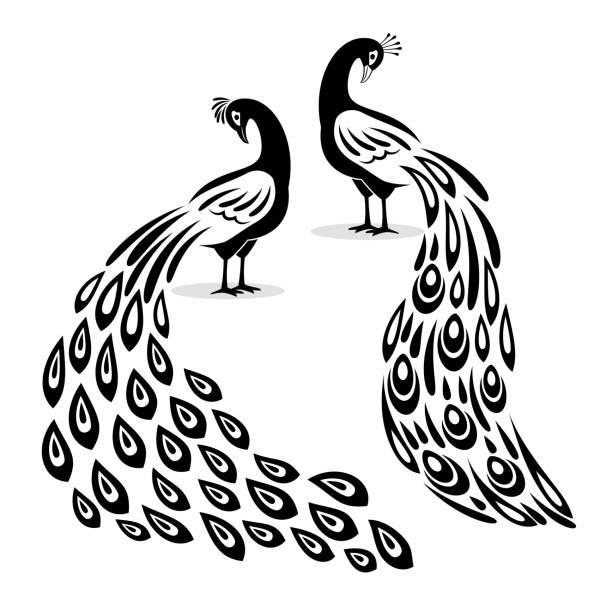 ilustraciones, imágenes clip art, dibujos animados e iconos de stock de siluetas de pavo real. elementos del logotipo del pavo real negro, diseños de peacoccks esquejes de animales vectoriales láser, plantillas de peecoock monocromáticas con linda cola aislada en blanco - peacock feather outline black and white