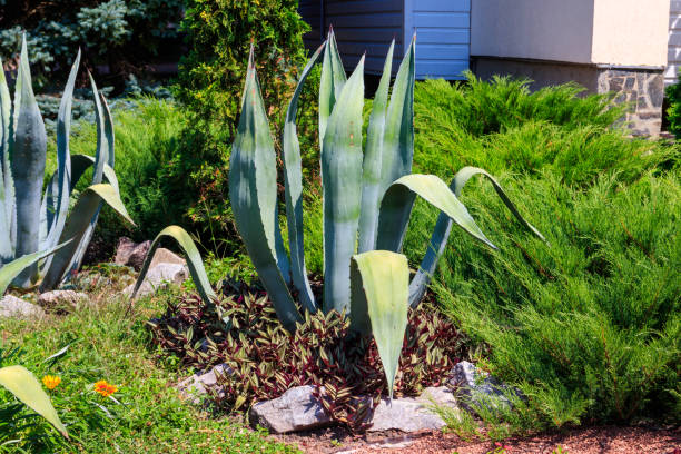 istock Agave tequilana, commonly called blue agave (agave azul) or tequila agave 1345804648