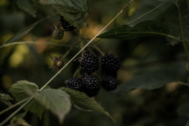 istock Blackberry berries on a bush 1345805387