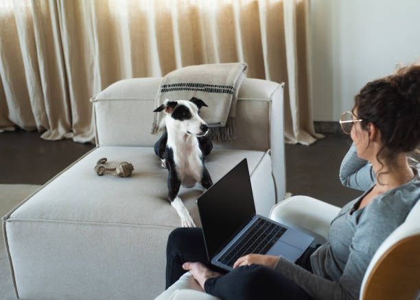 istock Cute Dog Siting on Couch Looking at Smart Lady With Laptop 1345805683
