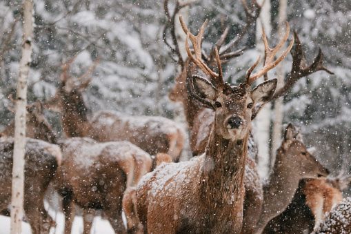 Close up portrait of deer in nature during a snow storm.