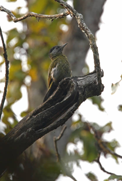 istock Black-naped Woodpecker 1345806481