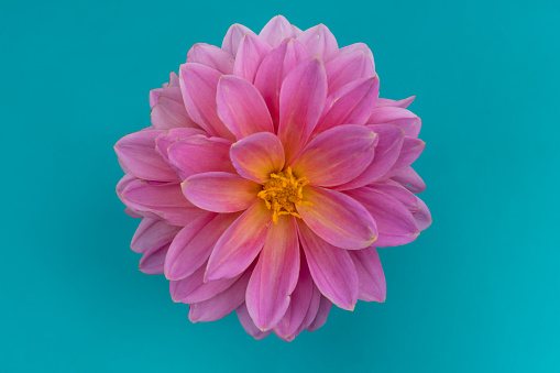 pink dahlia flower against a bright turquoise background - landscape