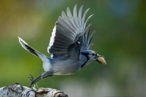 Blue jay bird wings spread out taking off from birch log. Peanut in mouth.
