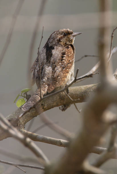 istock Eurasian Wryneck 1345808412