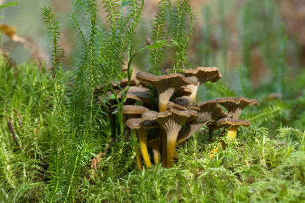 um grupo de cogumelos de inverno comestíveis, craterellus tubaeformis crescendo em um chão de floresta musgo - yellowfoot - fotografias e filmes do acervo