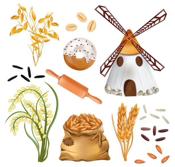 illustrations, cliparts, dessins animés et icônes de céréales orge, épis de blé et moulin à vent, riz, produits de boulangerie, sac avec du blé, avoine sur fond blanc. agriculture, produit biologique. illustration vectorielle - sack