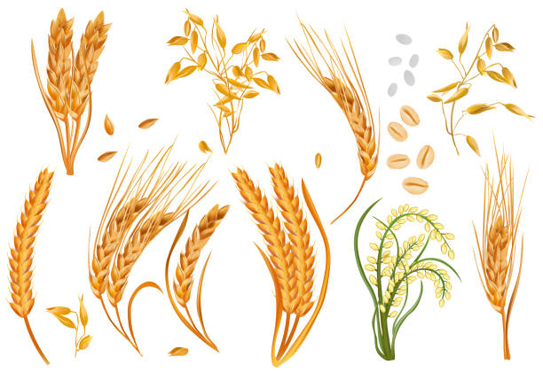 illustrazioni stock, clip art, cartoni animati e icone di tendenza di cereali realistici orzo, spighe, avena, aumento su sfondo bianco. prodotto biologico, agricoltura. illustrazione vettoriale 3d. - wheat cereal plant oat crop