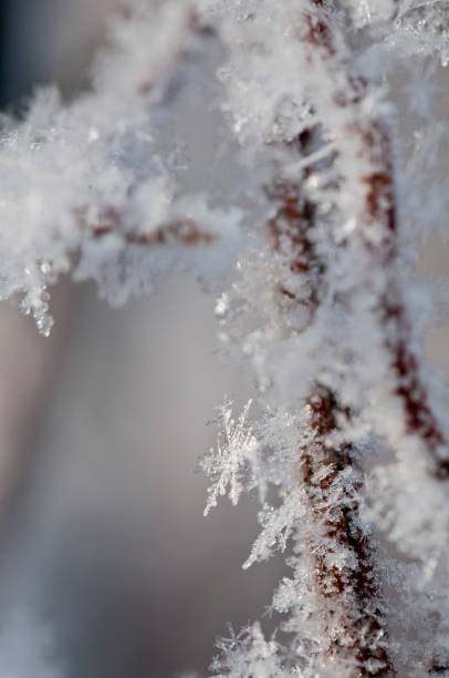 istock Rime on dead trees on a cold winter morning 1345808817