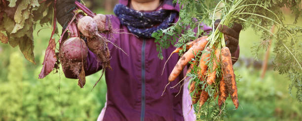 Gardener shows holding in her hands a bunches of fresh dirty carrots and beetroots