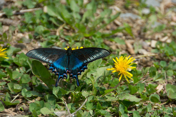 istock Beautiful black butterfly with blue streaks 1345808839