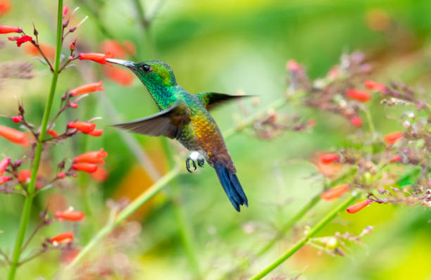 Copper-rumped hummingbird, Amazilia tobaci, feeding on Antigua Heath flowers Copper-rumped hummingbird, Amazilia tobaci, feeding in a tropical garden surrounded by red flowers. red rumped swallow stock pictures, royalty-free photos & images