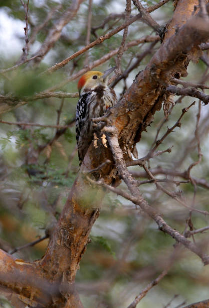 istock Yellow-crowned Woodpecker 1345811552