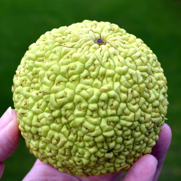 istock Hege apple (spider ball)  is said to repel spiders 1345811602