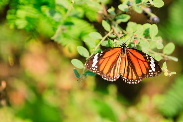 istock wings spread of a common tiger butterfly 1345814178