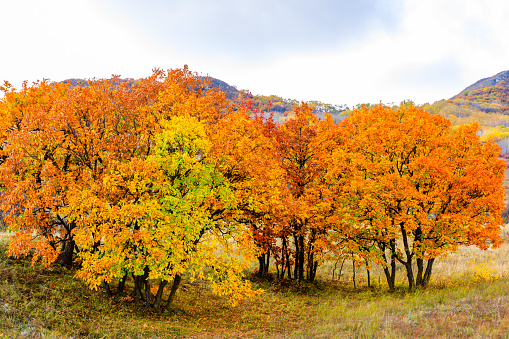 Autumn.Autumn park.Autumn trees and leaves.Autumn natural landscape.