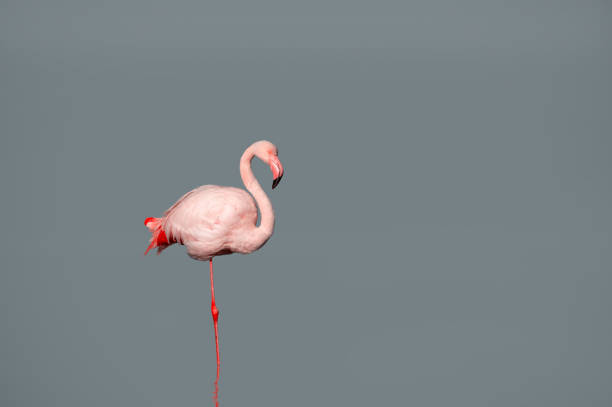 istock Lonely African pink flamingo on a blue background 1345814990