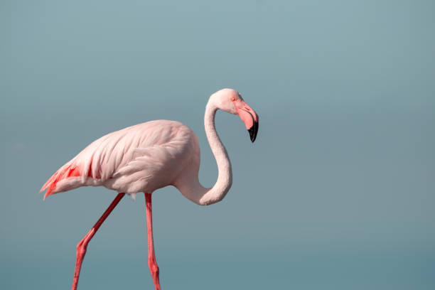 istock Lonely African pink flamingo on a blue background 1345814997