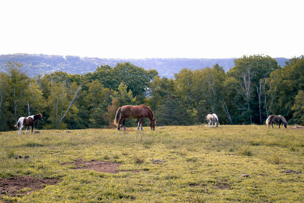 istock A Male horse 1345815074