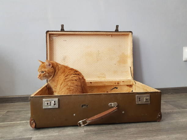 istock Travel with animals 1345816371