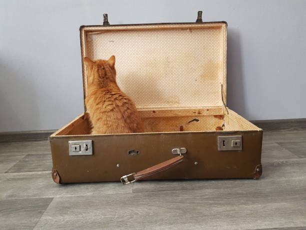 The suitcases are ready, is everyone ready for the trip?