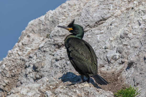 istock Side profile European Shag 1345816425
