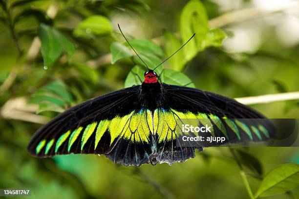 Photo libre de droit de Le Swallowtails Et Birdwings Papiliondae banque d'images et plus d'images libres de droit de Aile d'animal - Aile d'animal, Asie, Beauté