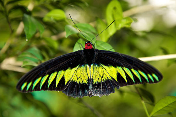 istock The Swallowtails and Birdwings (Papiliondae) 134581747