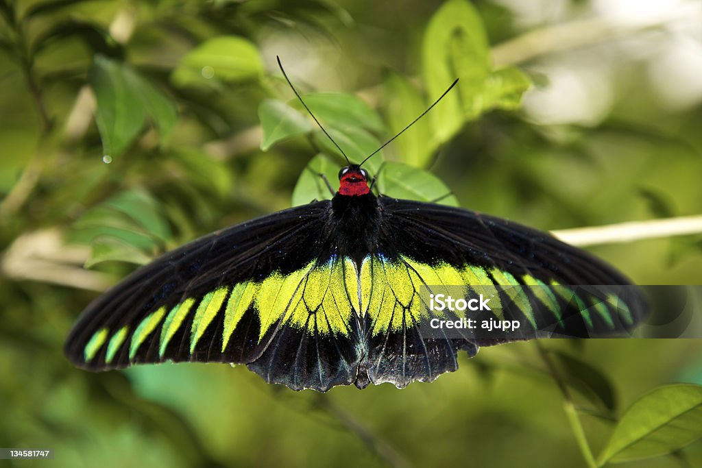 O Swallowtails e Birdwings (Papiliondae - Royalty-free Amarelo Foto de stock