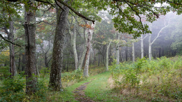 istock Shenandoah National Park Hike Trails 1345818323