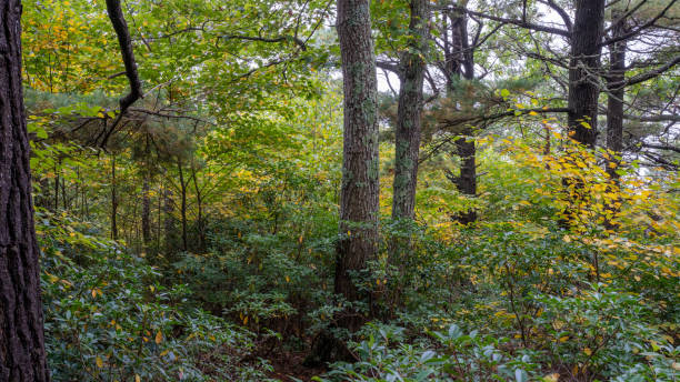 istock Shenandoah National Park Colorful Vegetation 1345818573