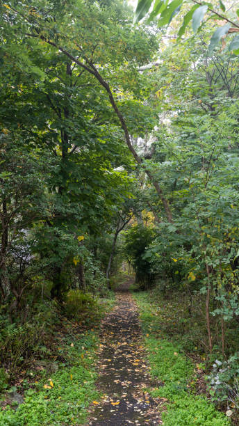 istock Shenandoah National Park Hike Trails 1345818845