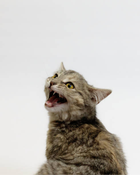 istock Angry Cat Hissing off Camera 1345822460